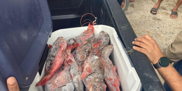 Gobierno realiza decomisos simultáneos de pez loro en diferencias provincias del país