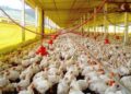Avicultores logran récord de producción de 19.6 millones de unidades en enero del 2023