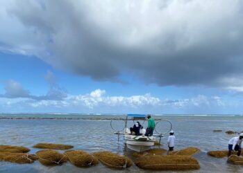 Recolección de sargazo podría generar cientos de empleos directos RD