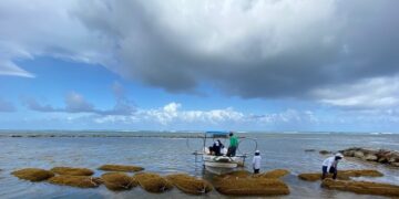 Recolección de sargazo podría generar cientos de empleos directos RD
