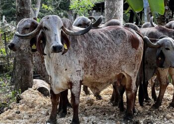 Ante sequía en zonas ganaderas, Ministerio de Agricultura activa plan de asistencia