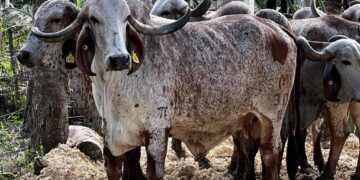 Ante sequía en zonas ganaderas, Ministerio de Agricultura activa plan de asistencia