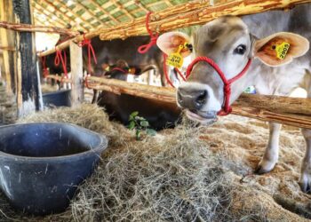 Agricultura anuncia riego selectivo de cultivo ante la sequía