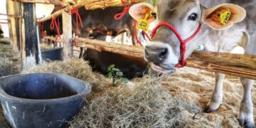 Agricultura anuncia riego selectivo de cultivo ante la sequía