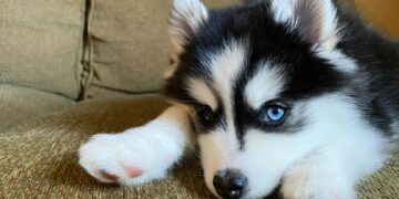 Tres soluciones que ayudarán a tu perro a combatir la comezón