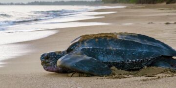 Arranca en RD la temporada de anidaje de la tortuga tinglar