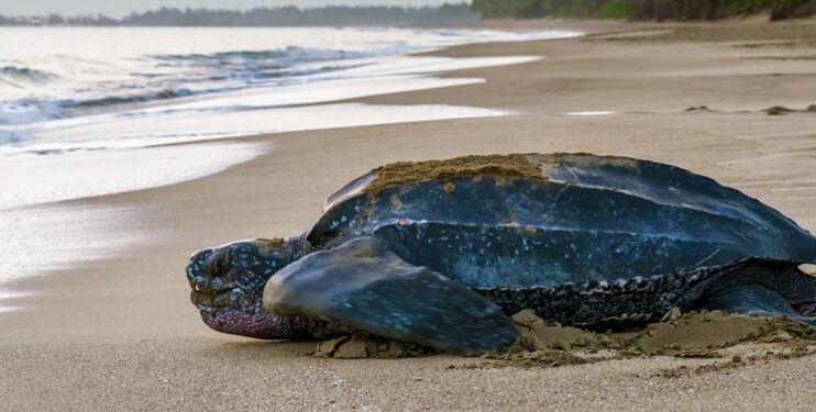 Arranca en RD la temporada de anidaje de la tortuga tinglar