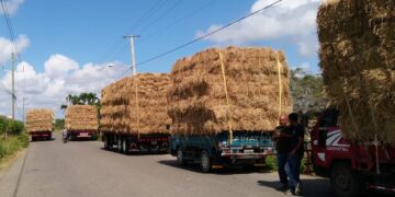 Gobierno entrega 30 mil pacas a ganaderos de Puerto Plata