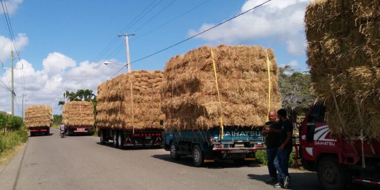 Gobierno entrega 30 mil pacas a ganaderos de Puerto Plata