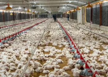 Agricultura entrega RD$50 millones a pequeños y medianos productores avícolas