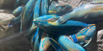 Medio Ambiente, CODOPESCA y SENPA incautan cargamento de pez loro y langosta pinta cuya captura está en veda