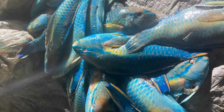 Medio Ambiente, CODOPESCA y SENPA incautan cargamento de pez loro y langosta pinta cuya captura está en veda