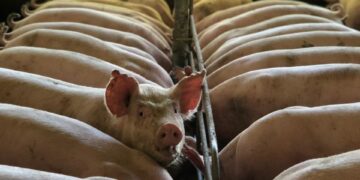 Gobierno dispone medidas sanitarias para evitar brotes de la Fiebre Porcina Africana