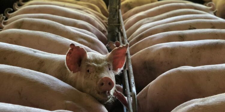 Gobierno dispone medidas sanitarias para evitar brotes de la Fiebre Porcina Africana