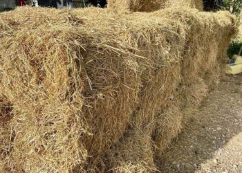 Gobierno entrega miles de pacas de pasto a ganaderos afectados por sequía en María Trinidad Sánchez