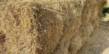 Gobierno entrega miles de pacas de pasto a ganaderos afectados por sequía en María Trinidad Sánchez