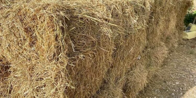 Gobierno entrega miles de pacas de pasto a ganaderos afectados por sequía en María Trinidad Sánchez