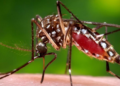 La OMS avisa de que el mosquito del dengue, zika y chikungunya está en Europa