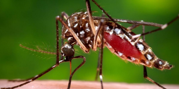 La OMS avisa de que el mosquito del dengue, zika y chikungunya está en Europa