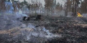 Medio Ambiente: Incendio forestal en el Parque Nacional José del Carmen Ramírez fue extinguido