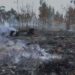 Medio Ambiente: Incendio forestal en el Parque Nacional José del Carmen Ramírez fue extinguido