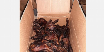 Alemania incauta murciélagos cocinados cerca de Bélgica