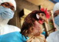 La OMS registró la primera muerte por gripe aviar H3N8 en China