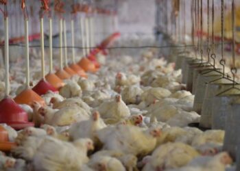 Brasil decreta estado de emergencia zoosanitaria tras detectar cinco casos de gripe aviar