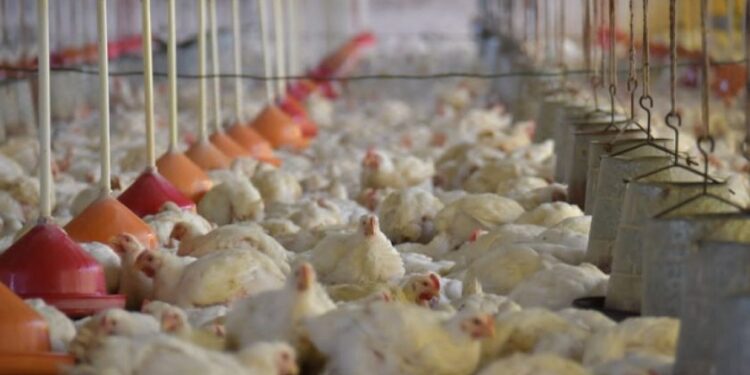 Brasil decreta estado de emergencia zoosanitaria tras detectar cinco casos de gripe aviar