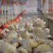 Brasil decreta estado de emergencia zoosanitaria tras detectar cinco casos de gripe aviar