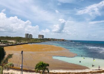 UFHEC investiga cómo extraer fármacos que contiene sargazo en playas dominicanas
