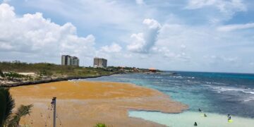 UFHEC investiga cómo extraer fármacos que contiene sargazo en playas dominicanas