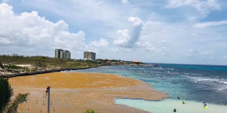 UFHEC investiga cómo extraer fármacos que contiene sargazo en playas dominicanas