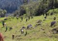 Medio Ambiente realiza una jornada de reforestación en La Siberia