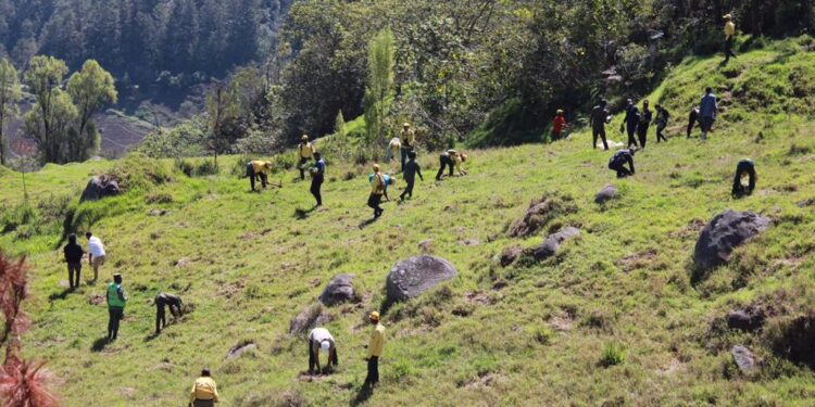 Medio Ambiente realiza una jornada de reforestación en La Siberia