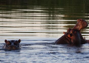 Un hipopótamo mata a una persona y deja al menos 20 desaparecidos en Malawi