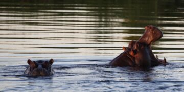 Un hipopótamo mata a una persona y deja al menos 20 desaparecidos en Malawi