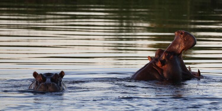 Un hipopótamo mata a una persona y deja al menos 20 desaparecidos en Malawi