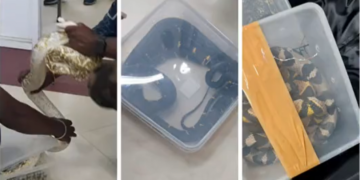 India: Detienen mujer que viajó en avión con 22 serpientes vivas en su equipaje