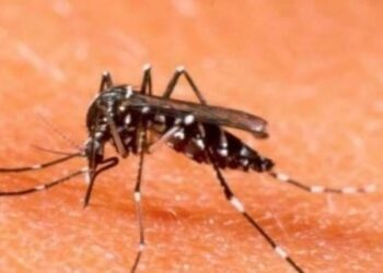 Alerta por un nuevo brote de dengue que se puede extender por toda Sudamérica