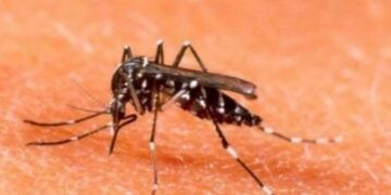 Alerta por un nuevo brote de dengue que se puede extender por toda Sudamérica
