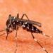 Alerta por un nuevo brote de dengue que se puede extender por toda Sudamérica
