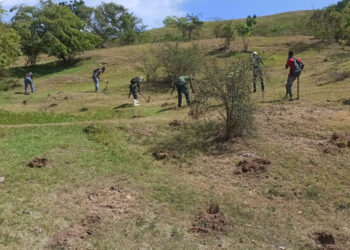 Medio Ambiente impulsa siembra de caoba criolla, cedro y samán en el entorno de la Carretera Internacional