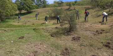 Medio Ambiente impulsa siembra de caoba criolla, cedro y samán en el entorno de la Carretera Internacional
