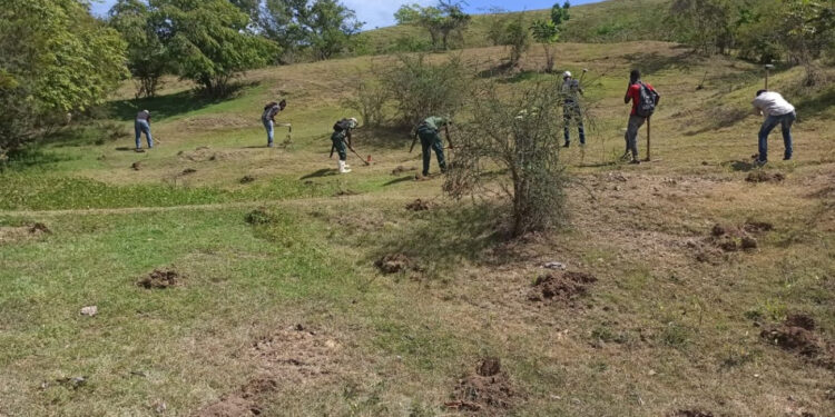Medio Ambiente impulsa siembra de caoba criolla, cedro y samán en el entorno de la Carretera Internacional