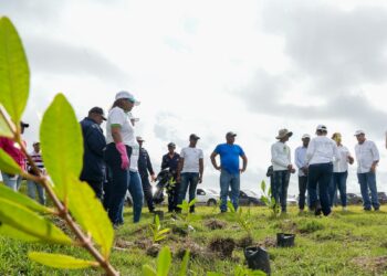 Recursos Costeros y Marinos celebra Día de los Océanos con reforestación del manglar y limpieza en la zona arrecifal de San Cristóbal