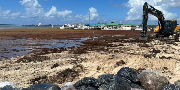 Zorrilla Ozuna pide declarar en emergencia playa Boca Chica por Sargazo