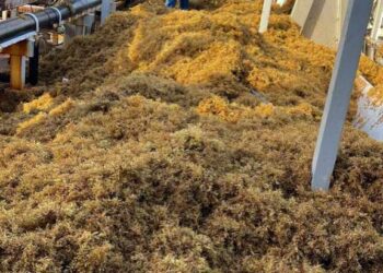 Muere un buzo de los que extraía sargazo de la planta Punta Catalina