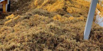 Muere un buzo de los que extraía sargazo de la planta Punta Catalina