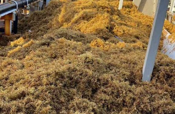 Muere un buzo de los que extraía sargazo de la planta Punta Catalina